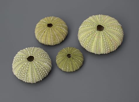 Inner limestone skeletons (endoskeleton) of sea urchins