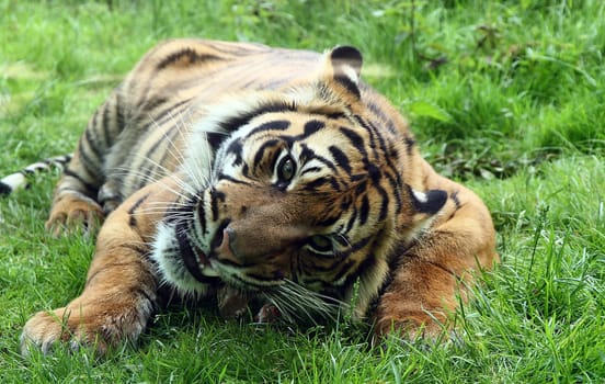Sib. Tiger