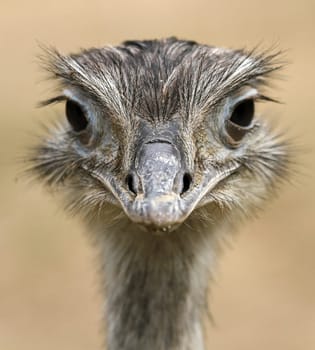 Nandu