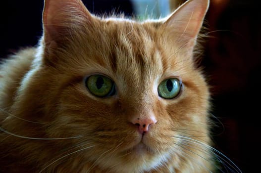Portrait of an orange ginger cat looking slightly away with rim lighting.