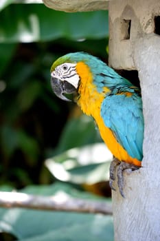 A close up shot of a Macaw Parrot