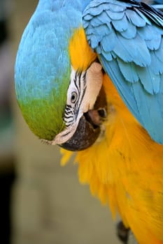 A close up shot of a Macaw Parrot