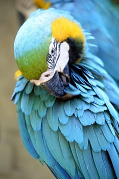 A close up shot of a Macaw Parrot
