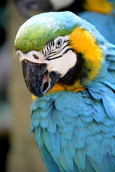 A close up shot of a Macaw Parrot