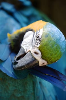 A close up shot of a Macaw Parrot