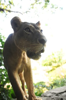 A shot of of an African Lion in the wild