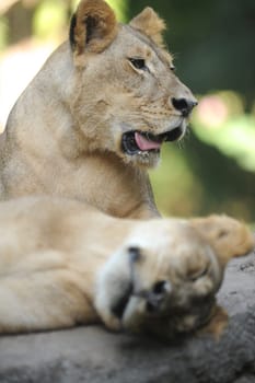 A shot of of an African Lion in the wild