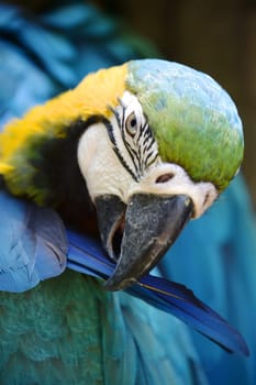 A close up shot of a Macaw Parrot