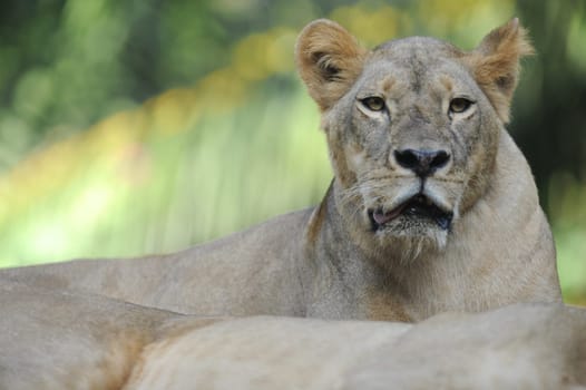 A shot of of an African Lion in the wild