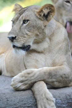 A shot of of an African Lion in the wild