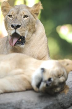 A shot of of an African Lion in the wild