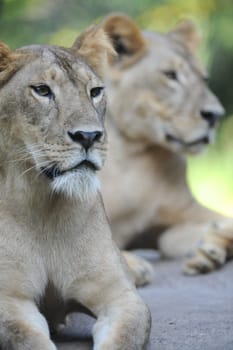 A shot of of an African Lion in the wild
