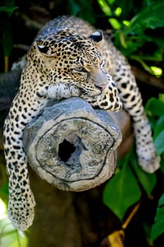 A close up shot of an African Leopard