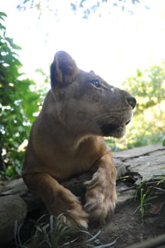 A shot of of an African Lion in the wild