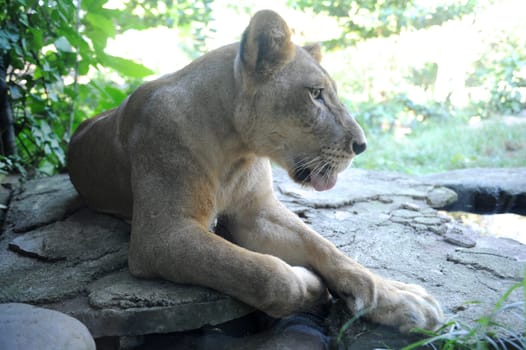 A shot of of an African Lion in the wild