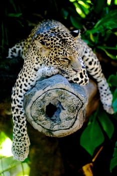 A close up shot of an African Leopard