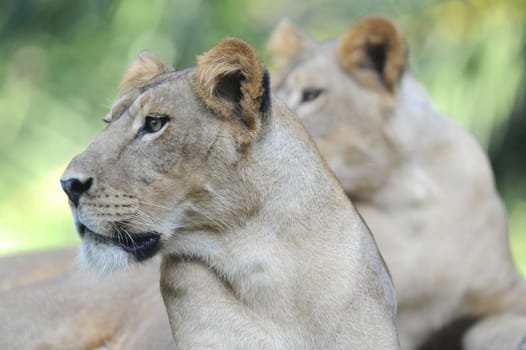 A shot of of an African Lion in the wild