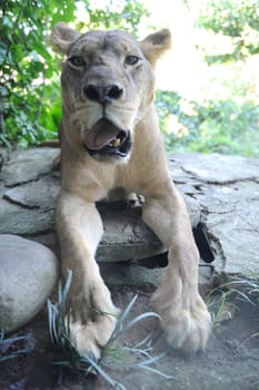 A shot of of an African Lion in the wild