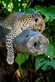 A close up shot of an African Leopard