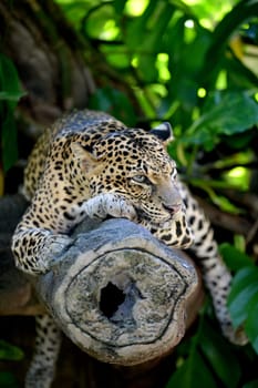 A close up shot of an African Leopard