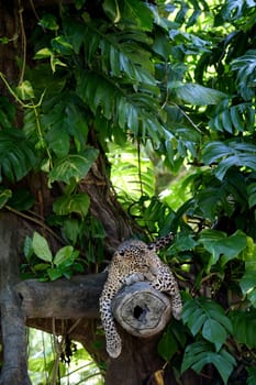 A close up shot of an African Leopard