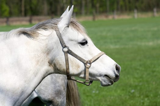 horse