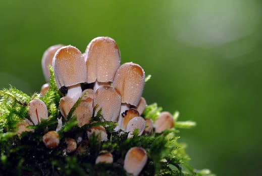 Mushrooms