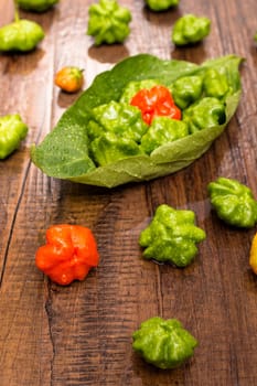 Red and green chili peppers with water drops in portrait format