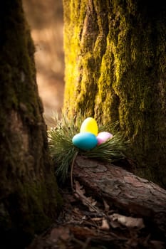 Closeup photo of colored eggs hidden under tree at forest