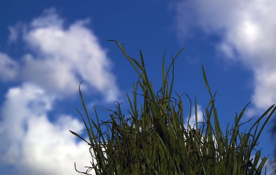 Wheatgrass along the bottom of the image with a blue and cloud filled sky in the background.