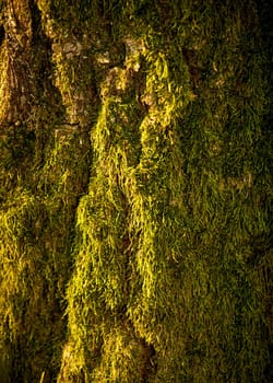 Closeup photo of moss growing on tree at forest