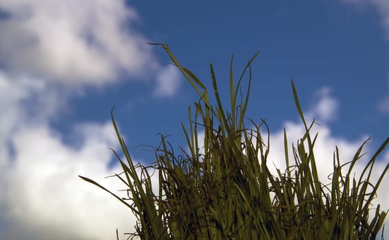 Wheatgrass along the bottom of the image with a blue and cloud filled sky in the background.