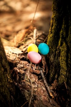 Closeup photo of colored eggs lying at forest