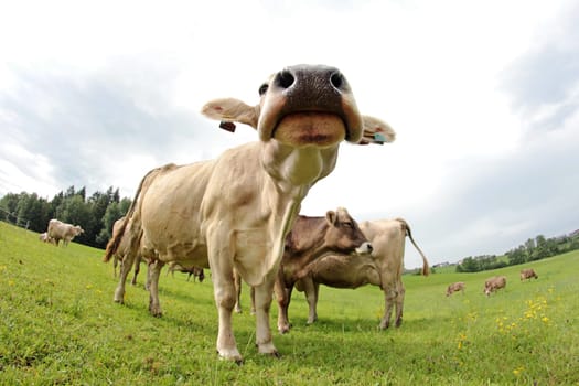 Wide-angle shot of a dairy cow