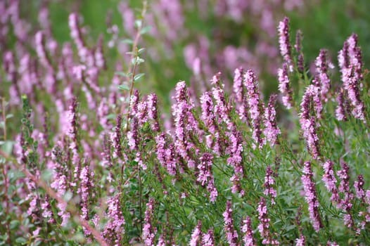 Herbal Park blooms and smells