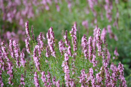 Herbal Park blooms and smells