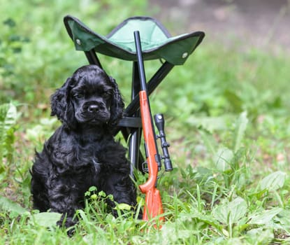 hunting dog - american cocker spaniel puppy in the woods