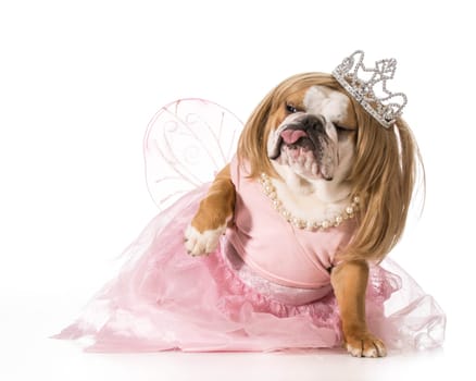 spoiled dog - english bulldog wearing princess costume