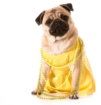 female pug wearing yellow sundress and beads isolated on white background
