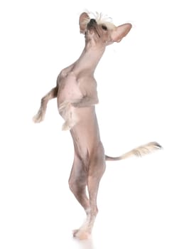 dog dancing - chinese crested puppy dancing on white background