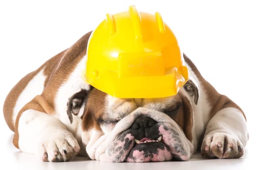 dog wearing construction hat isolated on white background
