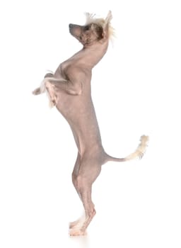 dog dancing - chinese crested puppy dancing on white background