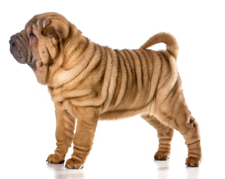 chinese shar pei puppy standing isolated on white background - 4 months old