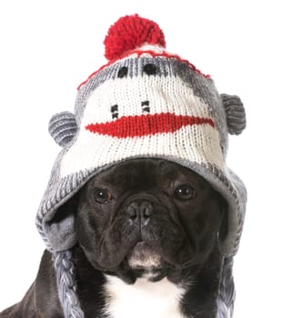 french bulldog wearing winter hat