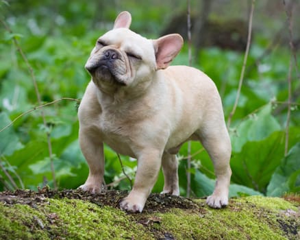 french bulldog standing on a mossy log outside in the woods