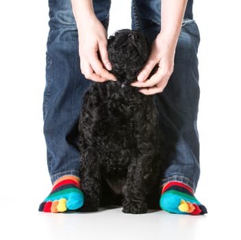 woman petting her dog that is sitting at her feet - barbet puppy