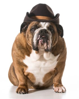 dog wearing western hat isolated on white background - english bulldog