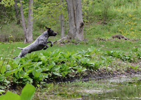 german shorthaired pointer jumping into the river