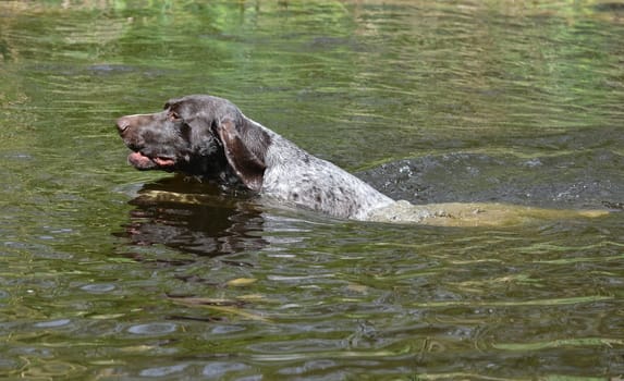 german shorthaired pointer swimming in the river