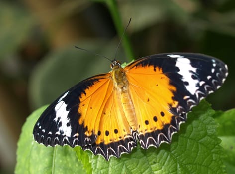 Leopard-net-flyers